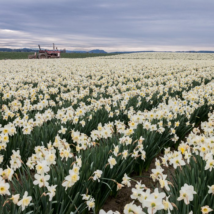 Daffodil fields in March