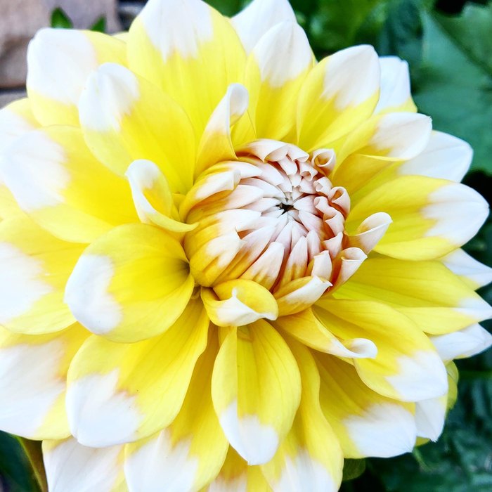 Dahlia at peak bloom