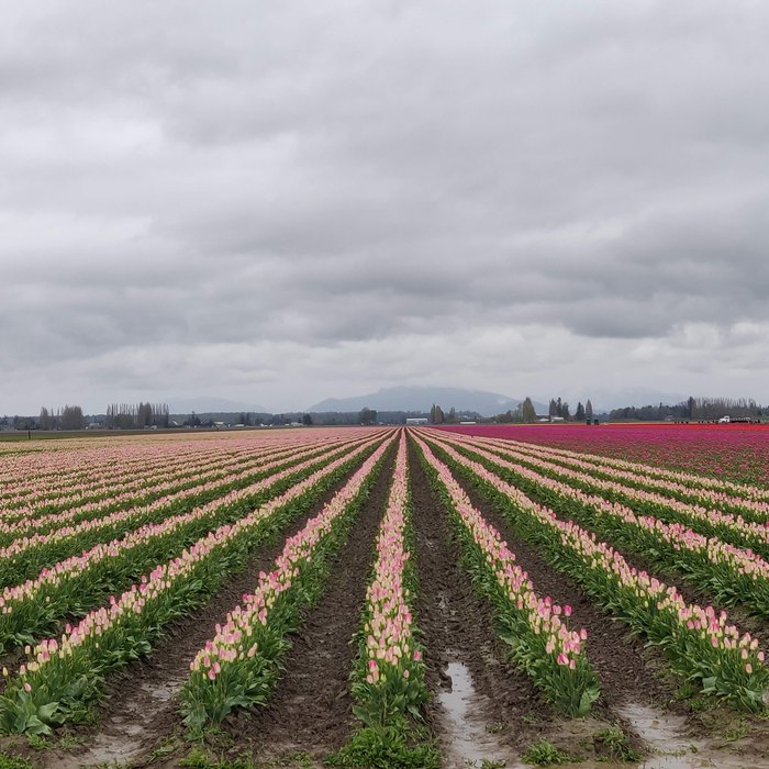 Skagit Valley tulip rows